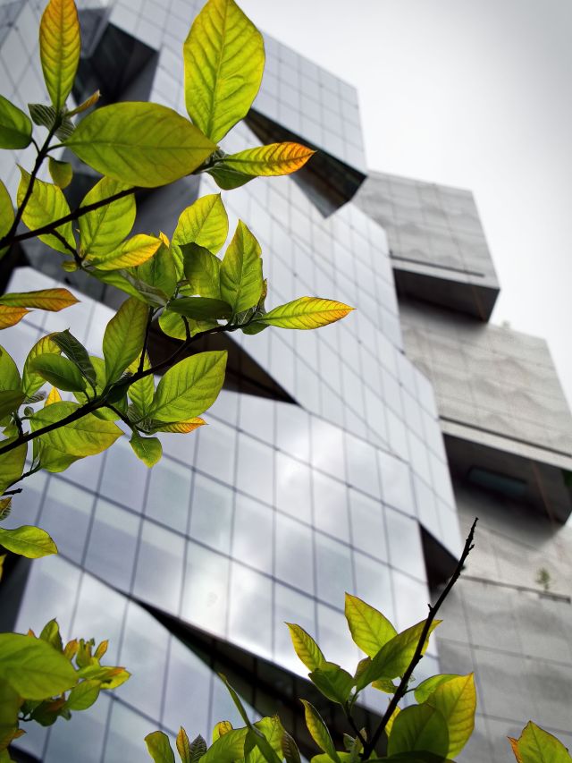 Green leaf representing sustainability and energy efficiency for EPC compliance in South Africa